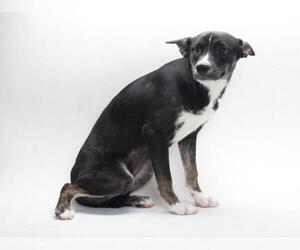 Labrador Retriever-Unknown Mix Dogs for adoption in Burbank, CA, USA