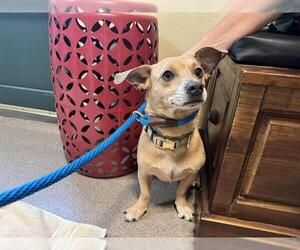 Chihuahua-Unknown Mix Dogs for adoption in Pasadena, CA, USA
