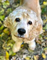 Cocker Spaniel Dogs for adoption in Lee's Summit, MO, USA