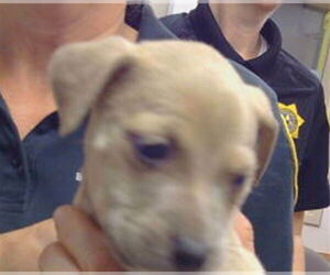 American Pit Bull Terrier-Unknown Mix Dogs for adoption in Sacramento, CA, USA