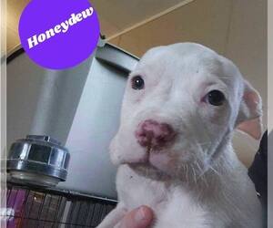 American Pit Bull Terrier-American Staffordshire Terrier Mix Dogs for adoption in Wenonah, NJ, USA