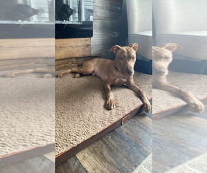 American Bulldog-Unknown Mix Dogs for adoption in Brights Grove, Ontario, Canada