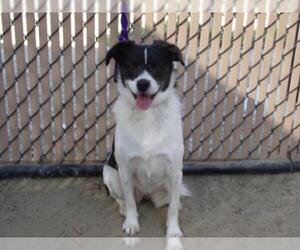 Border Collie Dogs for adoption in Norco, CA, USA
