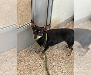 Chihuahua Dogs for adoption in Pueblo, CO, USA