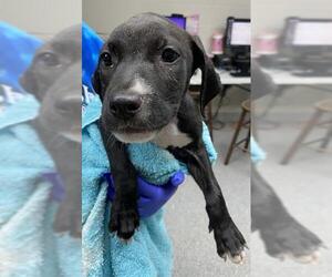 American Pit Bull Terrier Dogs for adoption in Pasadena, TX, USA