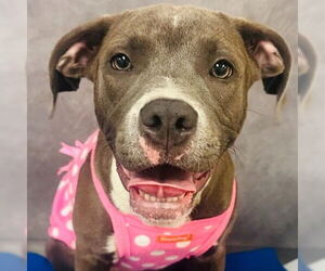Mutt Dogs for adoption in Canton, CT, USA