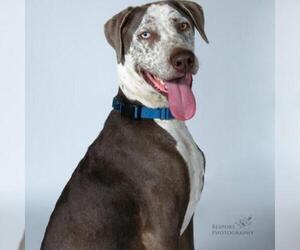 Great Dane Dogs for adoption in Kansas City, MO, USA