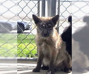 Mutt Dogs for adoption in Grafton, WI, USA