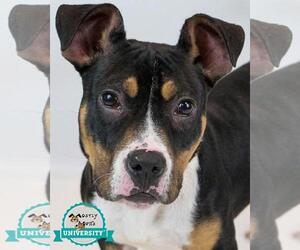 Bulldog-Unknown Mix Dogs for adoption in Kennesaw, GA, USA