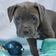 Mastador Dogs for adoption in San Diego, CA, USA