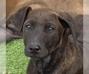 Doberman Pinscher-Unknown Mix Dogs for adoption in Lake Forest, CA, USA