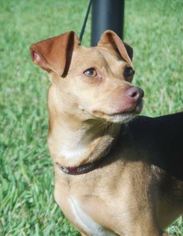 Jack-Rat Terrier Dogs for adoption in Key Largo, FL, USA