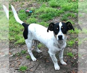 Jack-Rat Terrier Dogs for adoption in Little Rock, AR, USA