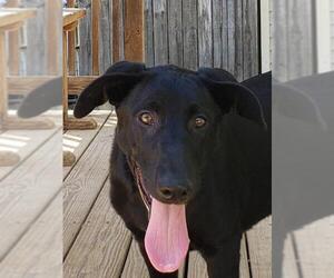 Shepradors Dogs for adoption in Wetumpka, AL, USA