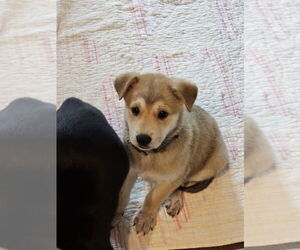 Airedale Terrier-German Shepherd Dog Mix Dogs for adoption in Lakewood, CO, USA