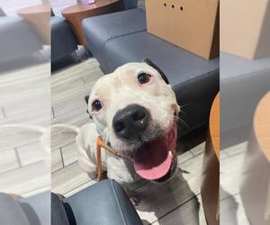 Staffordshire Bull Terrier Dogs for adoption in Rosenberg, TX, USA