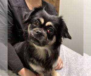 Colonial Cocker Spaniel-Pekingese Mix Dogs for adoption in Chico, CA, USA