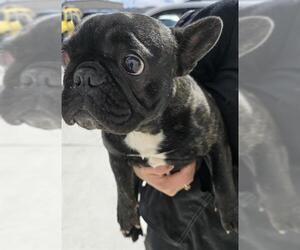French Bulldog Dogs for adoption in HESPERIA, CA, USA