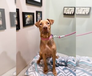 Labrador Retriever Dogs for adoption in Fargo, ND, USA