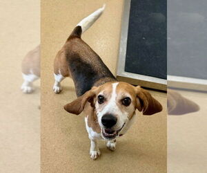 Beagle Dogs for adoption in Derwood, MD, USA