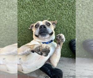Boxer-Unknown Mix Dogs for adoption in Derwood, MD, USA