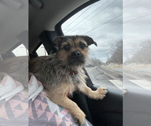 Mutt Dogs for adoption in Overland Park, KS, USA