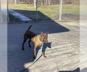 Mutt Dogs for adoption in Millburn, NJ, USA