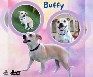 Beagle-Unknown Mix Dogs for adoption in Lindsay, CA, USA