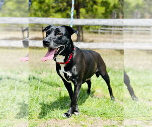 Labrador Retriever-Unknown Mix Dogs for adoption in Manahawkin, NJ, USA