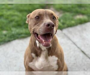 American Pit Bull Terrier-Unknown Mix Dogs for adoption in Tulsa, OK, USA