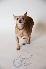 Chihuahua Dogs for adoption in Oxford, MI, USA