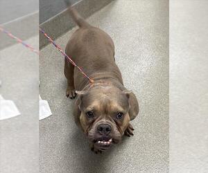 Bulldog-Unknown Mix Dogs for adoption in Las Vegas, NV, USA