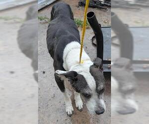 American Staffordshire Terrier-Unknown Mix Dogs for adoption in Houston, TX, USA