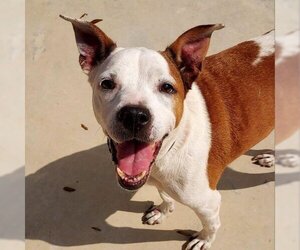 Bulldog Dogs for adoption in Freeport, FL, USA