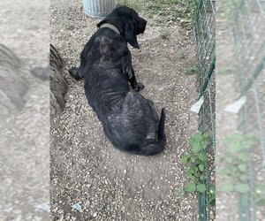 Labrador Retriever Dogs for adoption in San Antonio, TX, USA