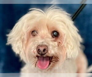 Maltichon Dogs for adoption in Lake Forest, CA, USA