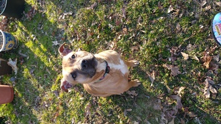 Medium Photo #1 American Staffordshire Terrier-Unknown Mix Puppy For Sale in Winder, GA, USA