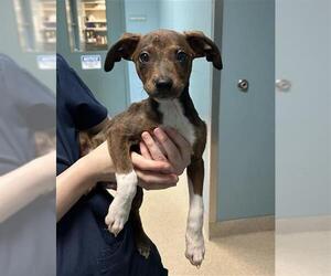 Mutt Dogs for adoption in Newton, NC, USA