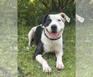 Mutt Dogs for adoption in Rockaway, NJ, USA