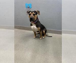 American Bulldog-Unknown Mix Dogs for adoption in Las Vegas, NV, USA