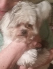 Shih Tzu Dogs for adoption in Silverlake, WA, USA