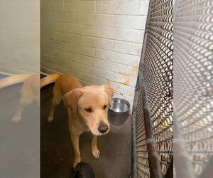 Labrador Retriever Dogs for adoption in Stockton, CA, USA