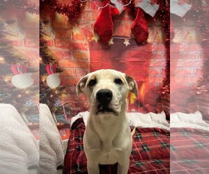 American Pit Bull Terrier-Unknown Mix Dogs for adoption in Harrisville, WV, USA
