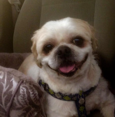 Shih Tzu Dogs for adoption in Seven Valleys, PA, USA