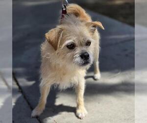 Mutt Dogs for adoption in Las Vegas, NV, USA