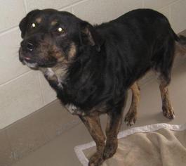 Rottweiler-Unknown Mix Dogs for adoption in Johnson City, TN, USA