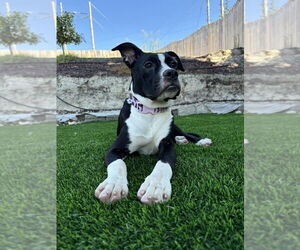 American Pit Bull Terrier-Labrador Retriever Mix Dogs for adoption in Dana Point, CA, USA
