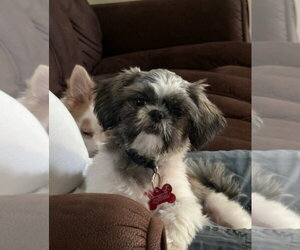 Shih Tzu-Unknown Mix Dogs for adoption in Grafton, WI, USA