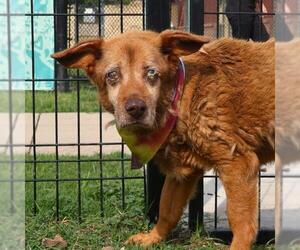 Labrador Retriever-Unknown Mix Dogs for adoption in San Antonio, TX, USA