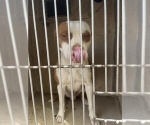 American Pit Bull Terrier-Unknown Mix Dogs for adoption in Oklahoma City, OK, USA